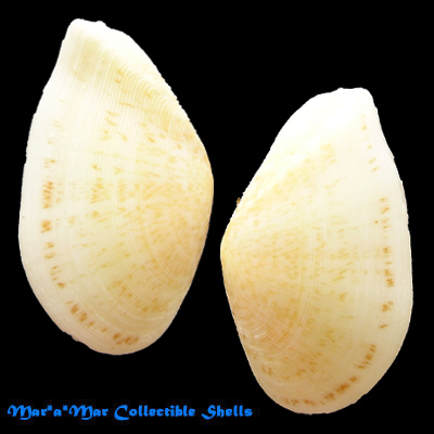 Tellina brasiliana Spengler, 1798