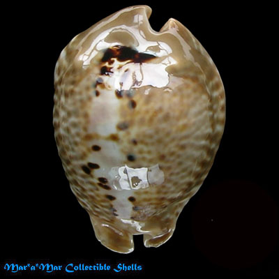 Cypraea (Muracypraea) mus donmoorei Sowerby, 1870