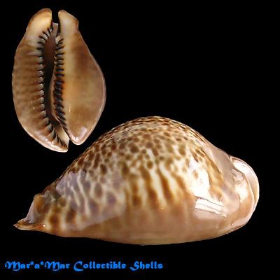 Cypraea (Muracypraea) mus donmoorei Sowerby, 1870 - Imagem 2