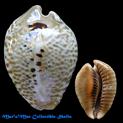 Cypraea (Muracypraea) mus mus Linnaeus, 1758