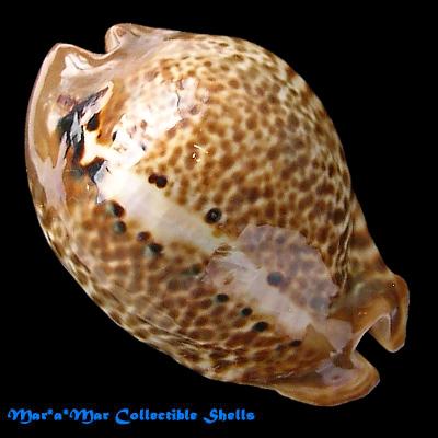 Cypraea (Muracypraea) mus mus Linnaeus, 1758 - Imagem 2