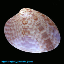 Macrocallista maculata (Linnaeus, 1758)*