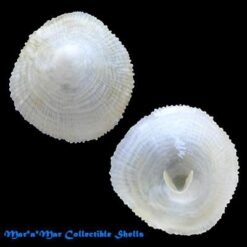 Alternative view of Cheilea equestris (L., 1758)