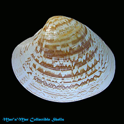 Pitar fulminatus (Menke, 1828)