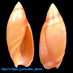 Amalda josecarlosi Pastorino, 2003