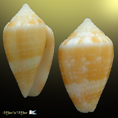 Conus selenae Van Mol , T. & K., 1967