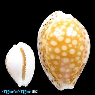 Cypraea (Cribrarula) gaskoini Reeve, 1846