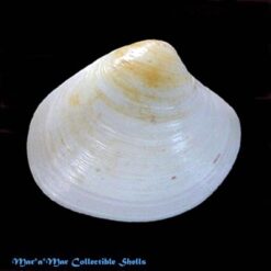 Pitar fulminatus (Menke, 1828)