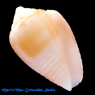 Artemidiconus selenae (Van Mol, Tursch & Kempf, 1967)