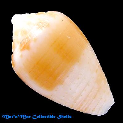 Artemidiconus selenae (Van Mol, Tursch & Kempf, 1967) - Imagem 2