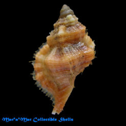 Cymatium labiosum (Wood, 1828)