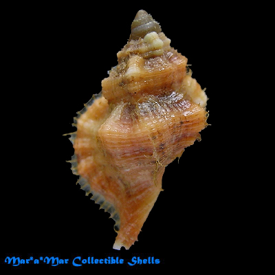 Cymatium labiosum (Wood, 1828)