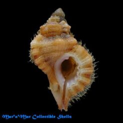 Alternative view of Cymatium labiosum (Wood, 1828)