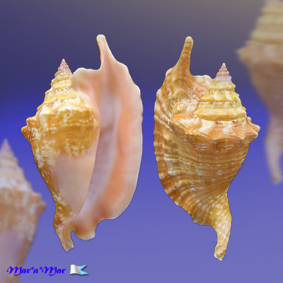 Strombus gallus Linnaeus, 1758