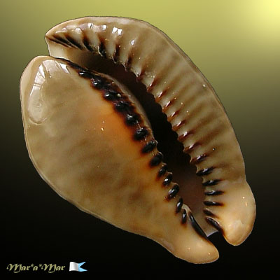 Muracypraea mus tristensis Petuch, 1987