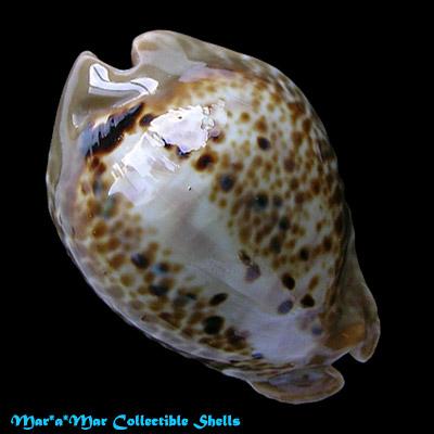 Muracypraea mus tristensis Petuch, 1987 - Image 2