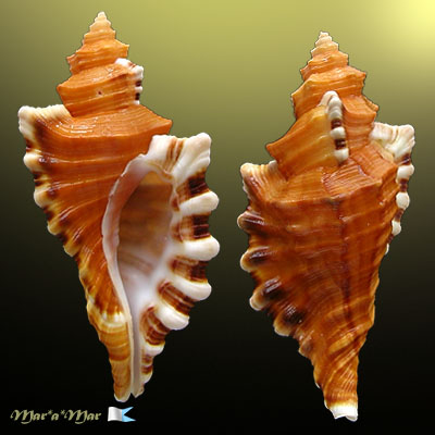 Cymatium femorale (Linnaeus, 1758)