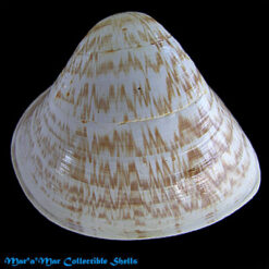 Tivela ventricosa (Gray, 1838)*