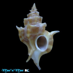 Laevityphis bullisi Gertmann, 1969