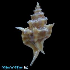 Alternative view of Laevityphis bullisi Gertmann, 1969