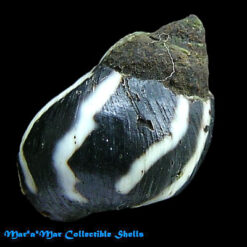 Littorina peruviana (Lamarck, 1822)