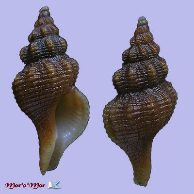 Latirus devyanae Rios, Costa & Calvo, 1994