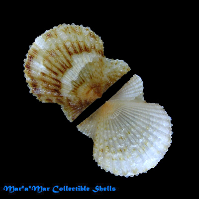 Leptopecten bavayi Dautzemberg, 1927