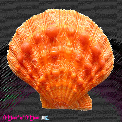 Nodipecten nodosus (Linnaeus, 1758)