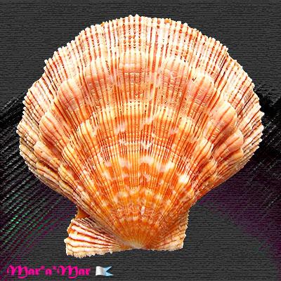 Nodipecten nodosus (Linnaeus, 1758) - Imagem 2