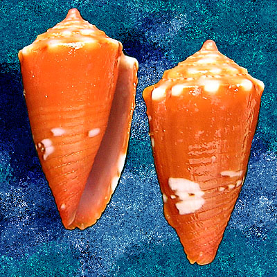 Conus delucai Coltro, 2004