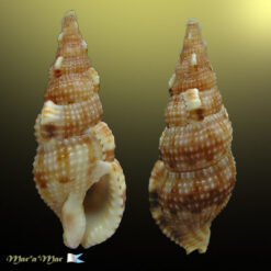 Colubraria testacea (Morch, 1877)