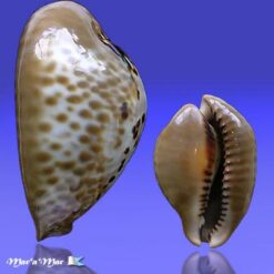 Alternative view of Cypraea (Muracypraea)  mus donmoorei Sowerby, 1870
