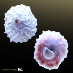 Crucibulum auricula (Gmelin, 1791)