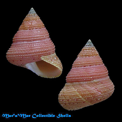 Calliostoma sp.