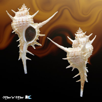 Chicoreus formosus (Sowerby, 1841)