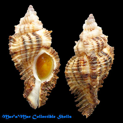 Naquetia cumingii cumingii (Adams, A., 1853)