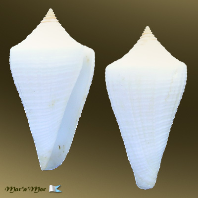 Conus cancellatus Hwass, 1792