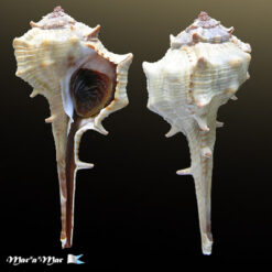 Murex brevispinus Lamarck, 1822