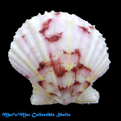 Argopecten noronhensis (E. A. Smith, 1885)