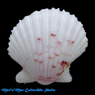 Argopecten noronhensis (E. A. Smith, 1885) - Image 2