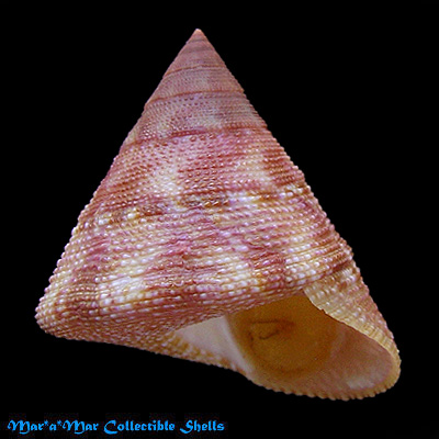 Calliostoma vinosum Quinn, 1992