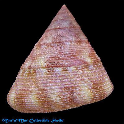 Calliostoma vinosum Quinn, 1992 - Imagem 2