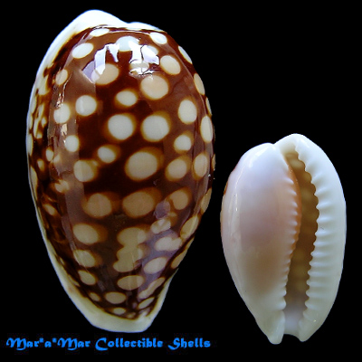 Cypraea (Cribrarula) cribraria comma (Perry, G., 1811)