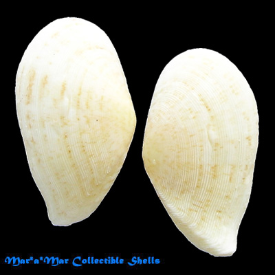 Tellina listeri Roding, 1798