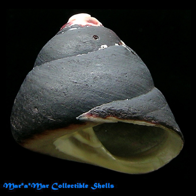 Tegula atra Lesson, 1830