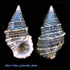 Cerithium litteratum (Born, 1778)
