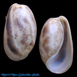 Bulla striata Bruguière, 1792*