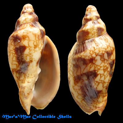 Odontocymbiola macaensis Calvo & Coltro, 1997