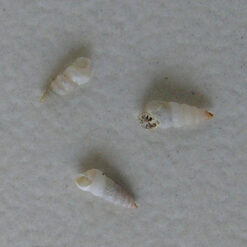 Finella dubia (Orbigny, 1842)