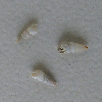 Finella dubia (Orbigny, 1842)